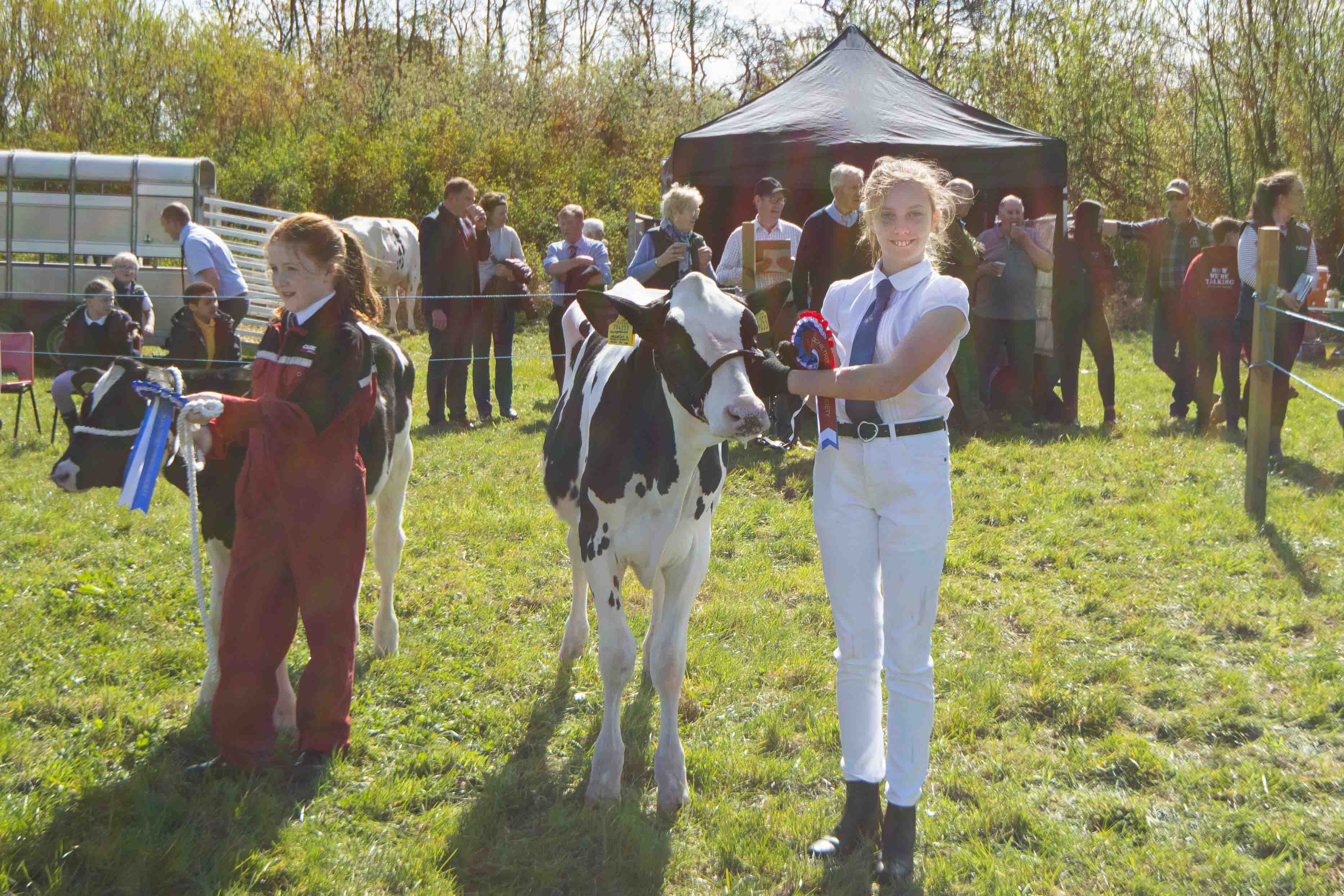 Grace Walker picking up first place with her calf “Glory” at the 175th annual Ochiltree show.