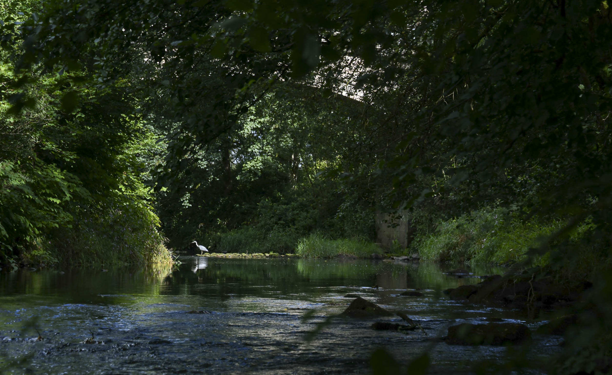 A Heron looking for a snack in the River Lugar at Dumfries House