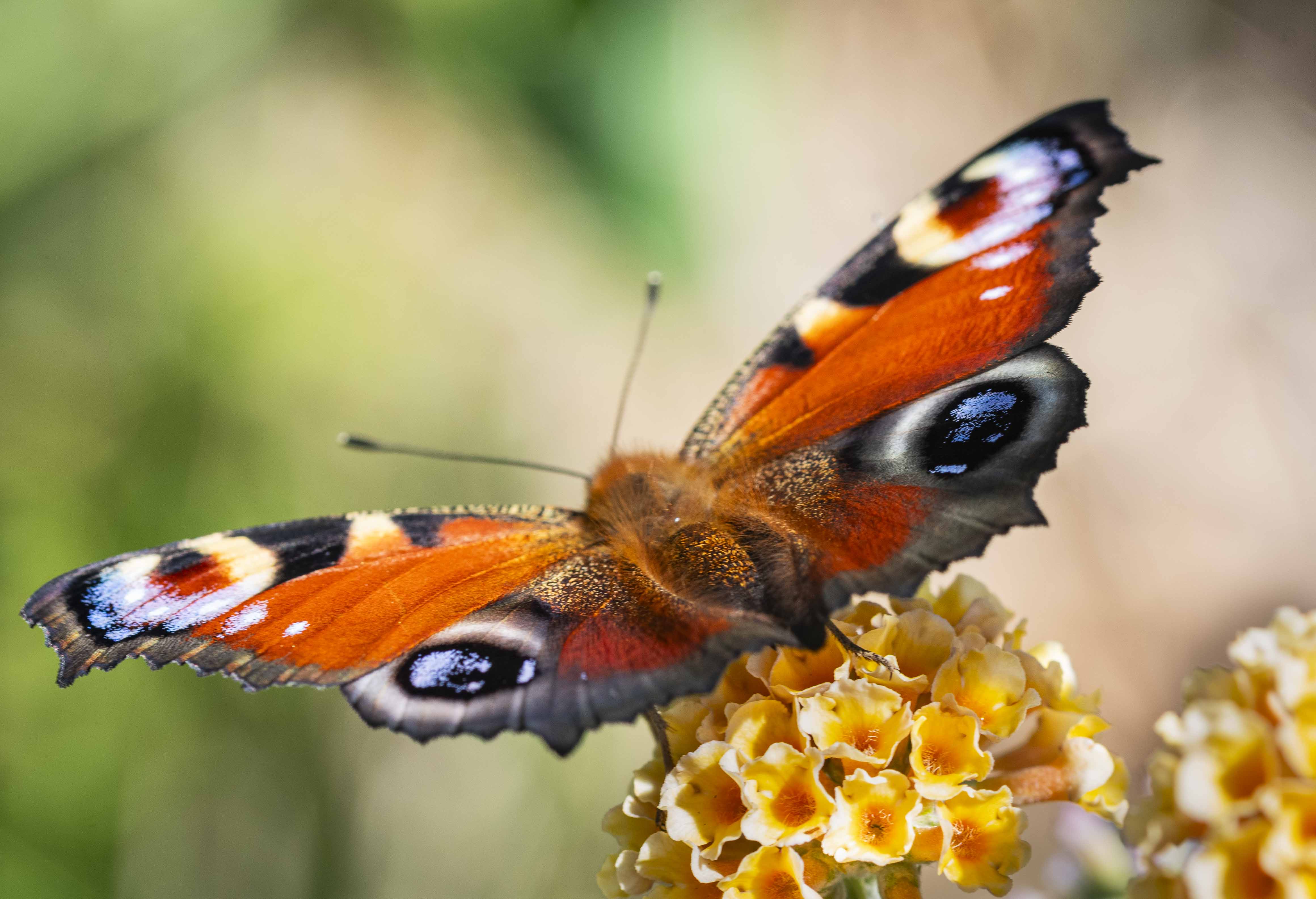 European Peacock Butterfly